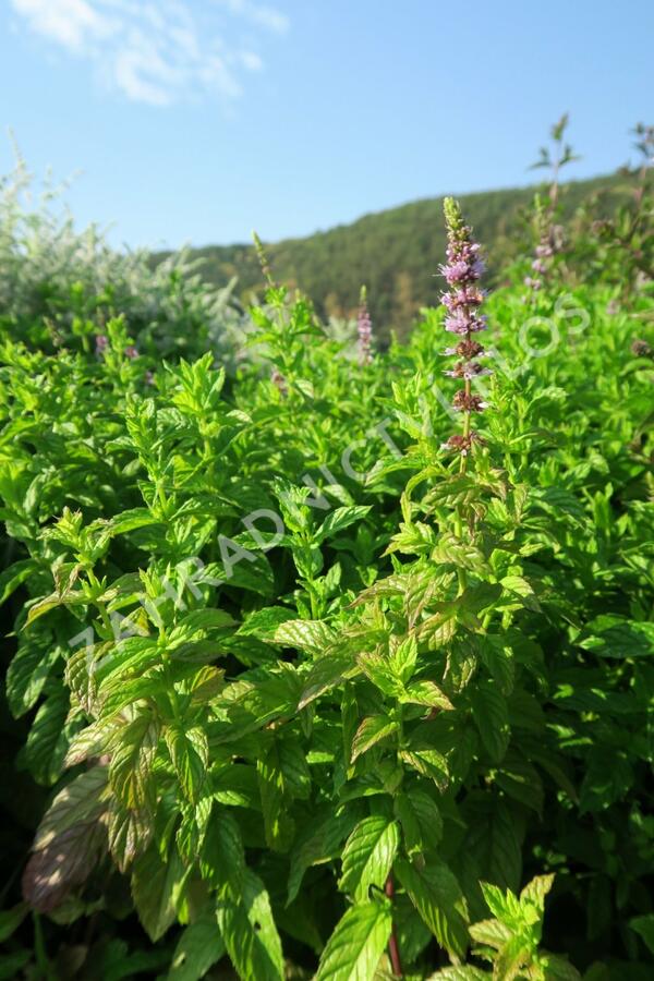 Máta peprná 'Garden Mint' - Mentha piperita 'Garden Mint'