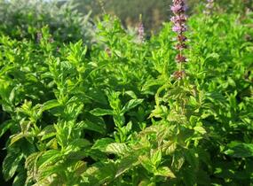 Máta peprná 'Garden Mint' - Mentha piperita 'Garden Mint'