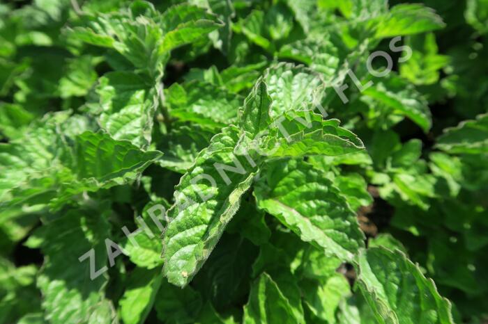 Máta peprná 'Aura' - Mentha piperita 'Aura'