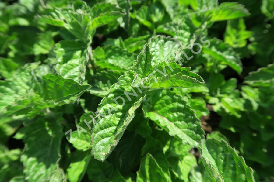 Máta peprná 'Aura' - Mentha piperita 'Aura'