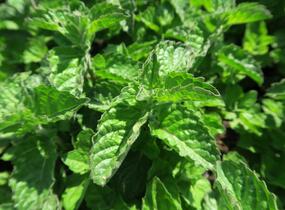 Máta peprná 'Aura' - Mentha piperita 'Aura'