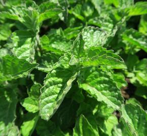 Máta peprná 'Aura' - Mentha piperita 'Aura'