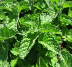 Máta peprná 'Aura' - Mentha piperita 'Aura'