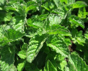 Máta peprná 'Aura'