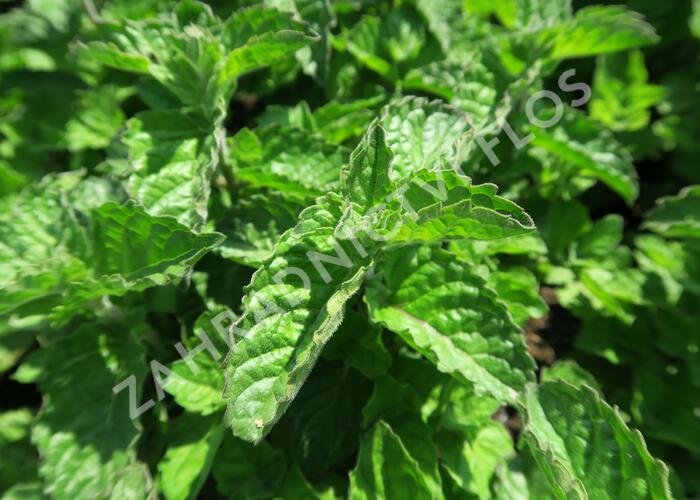 Máta grepová 'Aura' - Mentha piperita 'Aura'