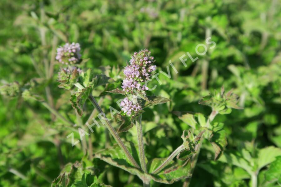 Máta peprná 'Aura' - Mentha piperita 'Aura'