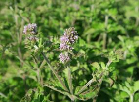 Máta peprná 'Aura' - Mentha piperita 'Aura'