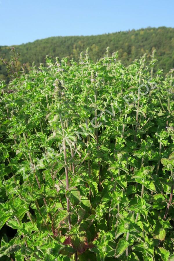 Máta peprná 'Aura' - Mentha piperita 'Aura'