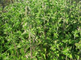 Máta peprná 'Aura' - Mentha piperita 'Aura'