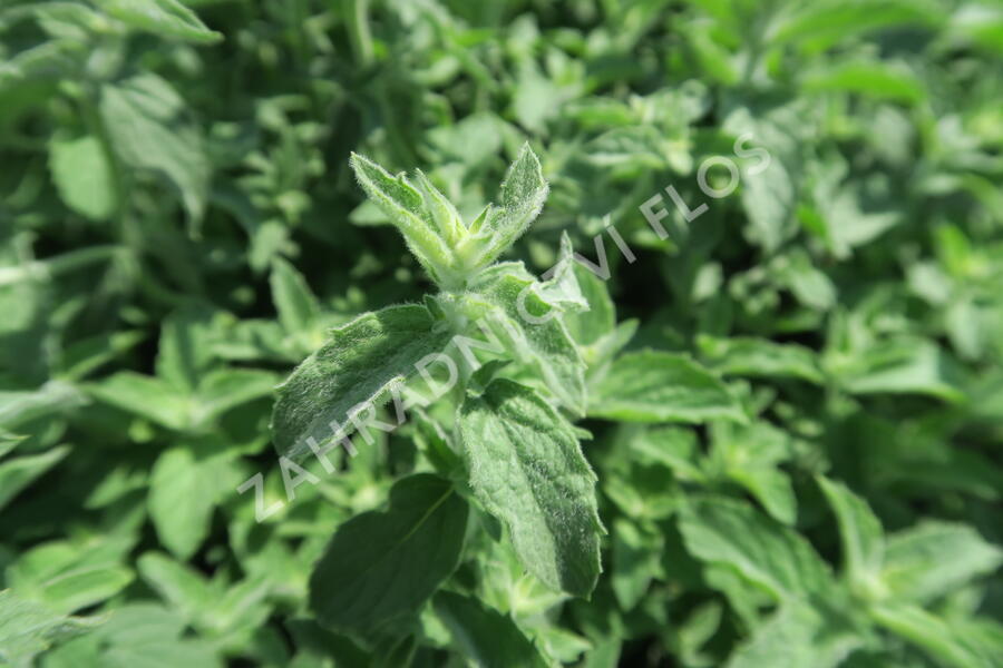 Máta dlouholistá 'Gine' - Mentha longifolia 'Gine'