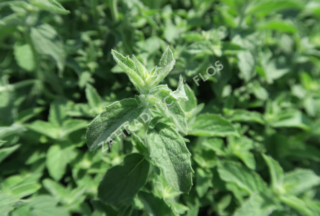 Máta dlouholistá 'Gine' - Mentha longifolia 'Gine'