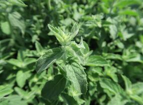 Máta dlouholistá 'Gine' - Mentha longifolia 'Gine'
