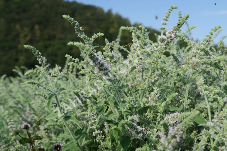 Máta dlouholistá 'Gine' - Mentha longifolia 'Gine'