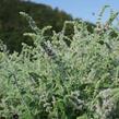 Máta dlouholistá 'Gine' - Mentha longifolia 'Gine'