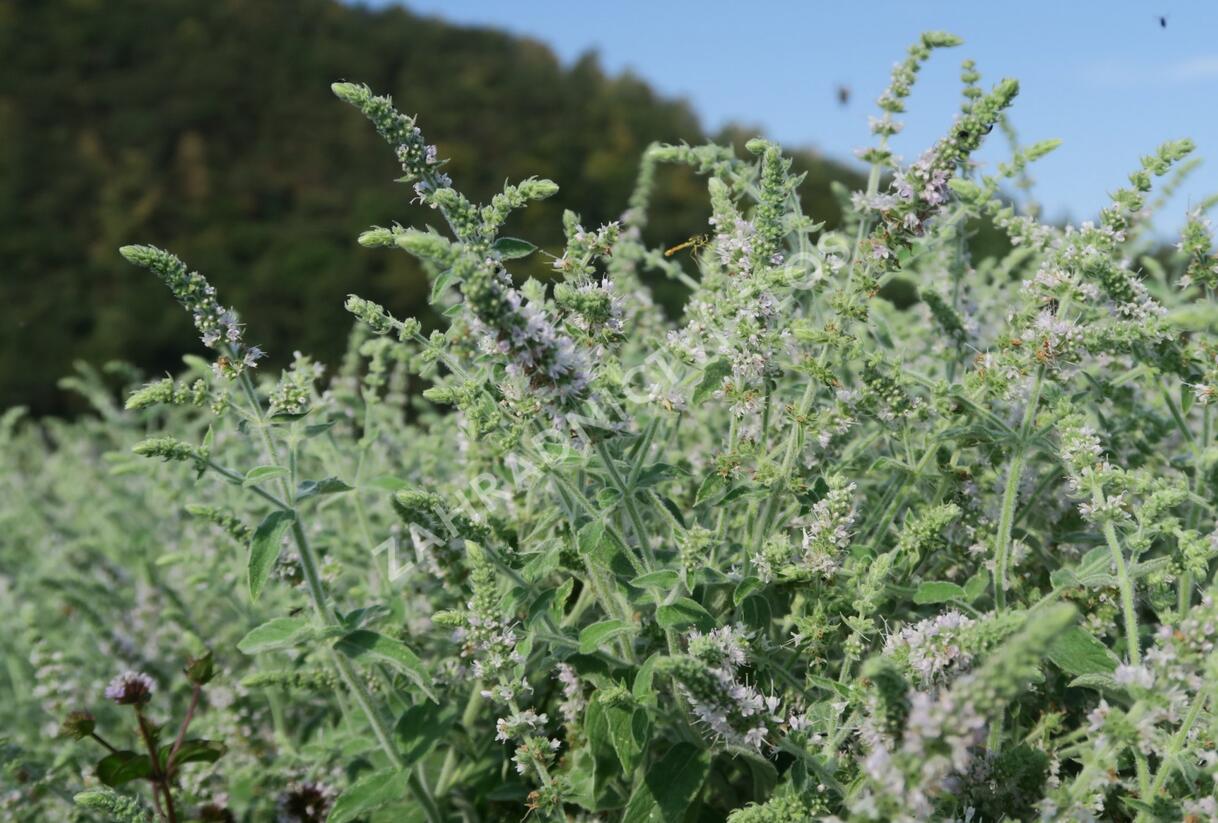 Máta dlouholistá 'Gine' - Mentha longifolia 'Gine'