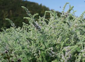 Máta dlouholistá 'Gine' - Mentha longifolia 'Gine'
