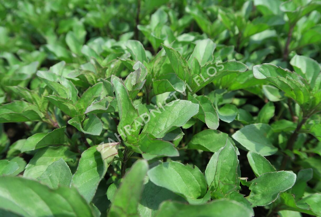 Máta jemná 'Lemon' - Mentha gentilis 'Lemon'