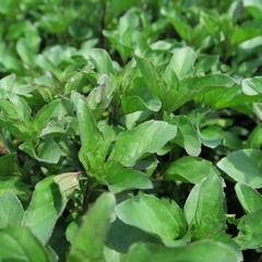 Máta jemná 'Lemon' - Mentha gentilis 'Lemon'