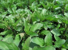 Máta jemná 'Lemon' - Mentha gentilis 'Lemon'