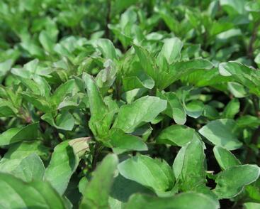 Máta jemná 'Lemon'