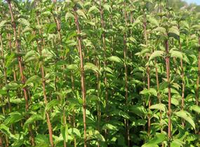 Máta jemná 'Lemon' - Mentha gentilis 'Lemon'