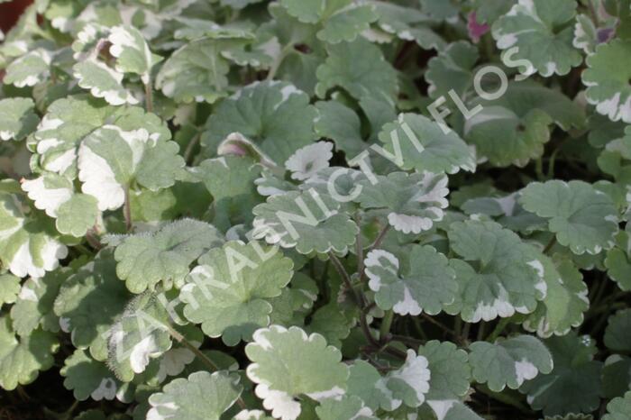 Popenec břečťanovitý 'Variegata' - Glechoma hederacea 'Variegata'