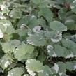 Popenec břečťanovitý 'Variegata' - Glechoma hederacea 'Variegata'