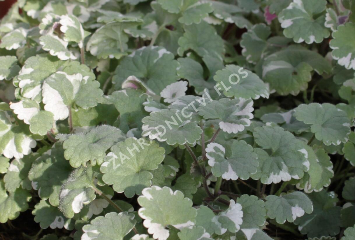 Popenec břečťanovitý 'Variegata' - Glechoma hederacea 'Variegata'