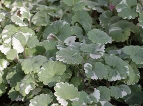 Popenec břečťanovitý 'Variegata' - Glechoma hederacea 'Variegata'