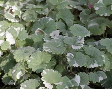 Popenec břečťanovitý 'Variegata'