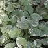 popenec-brectanovity-variegata.jpg