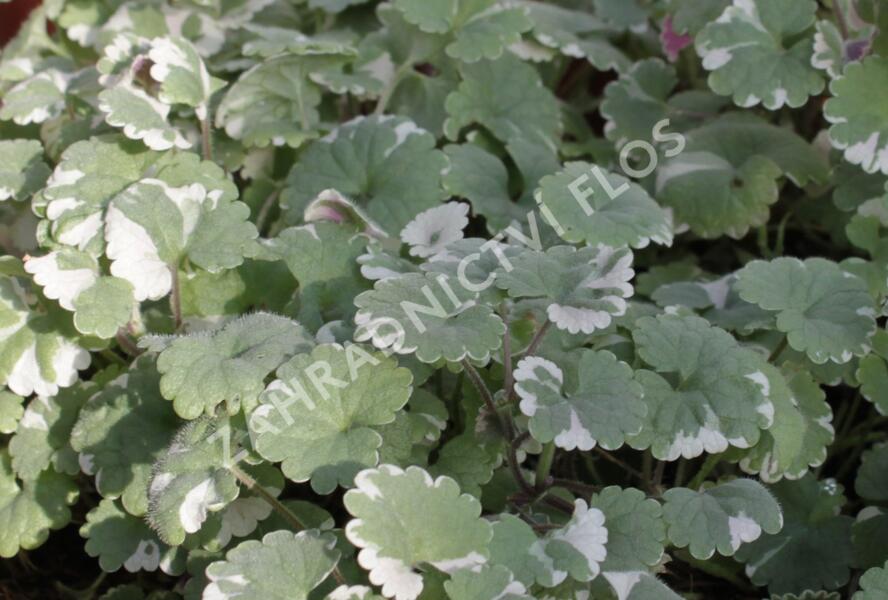 Popenec břečťanovitý 'Variegata' - Glechoma hederacea 'Variegata'