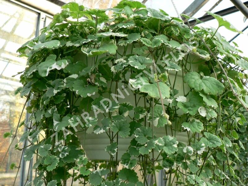 Popenec břečťanovitý 'Variegata' - Glechoma hederacea 'Variegata'