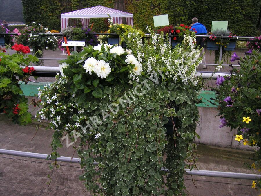Popenec břečťanovitý 'Variegata' - Glechoma hederacea 'Variegata'