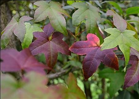 Ambroň západní 'Lane Roberts' - Liquidambar styraciflua 'Lane Roberts'