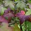 Ambroň západní 'Lane Roberts' - Liquidambar styraciflua 'Lane Roberts'