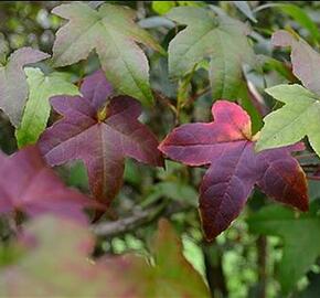 Ambroň západní 'Lane Roberts' - Liquidambar styraciflua 'Lane Roberts'