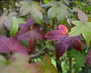 Ambroň západní 'Lane Roberts'