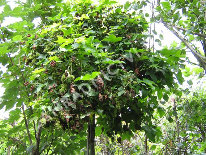 Ambroň západní 'Gum Ball' - Liquidambar styraciflua 'Gum Ball'