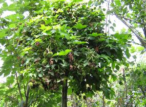 Ambroň západní 'Gum Ball' - Liquidambar styraciflua 'Gum Ball'