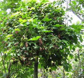 Ambroň západní 'Gum Ball'