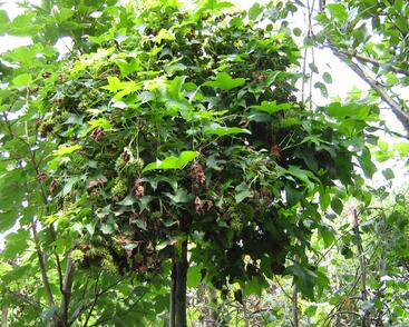 Ambroň západní 'Gum Ball'