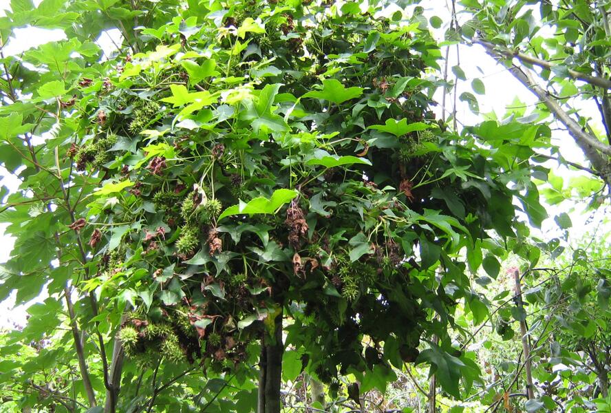 Ambroň západní 'Gum Ball' - Liquidambar styraciflua 'Gum Ball'