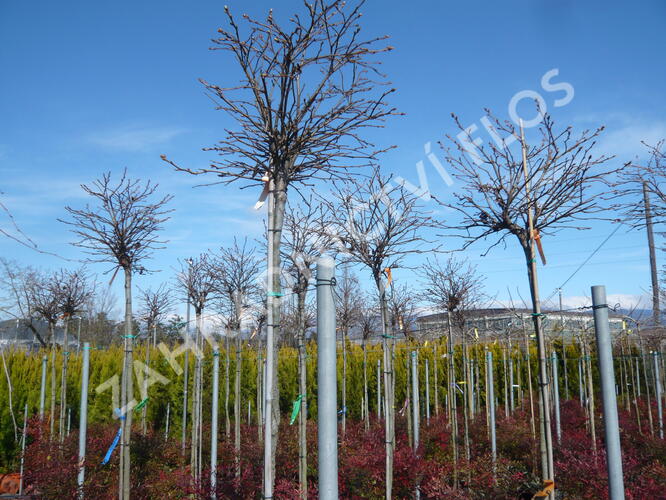 Ambroň západní 'Gum Ball' - Liquidambar styraciflua 'Gum Ball'