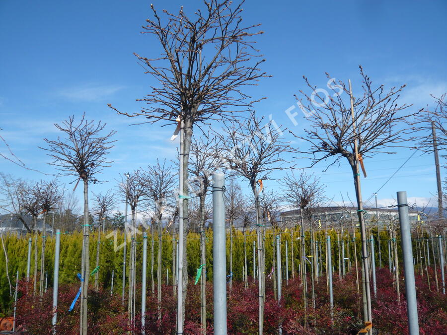 Ambroň západní 'Gum Ball' - Liquidambar styraciflua 'Gum Ball'