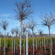 Ambroň západní 'Gum Ball' - Liquidambar styraciflua 'Gum Ball'