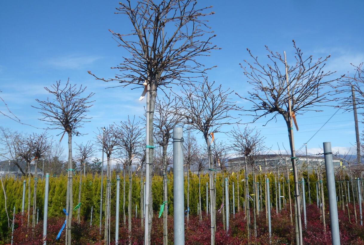 Ambroň západní 'Gum Ball' - Liquidambar styraciflua 'Gum Ball'