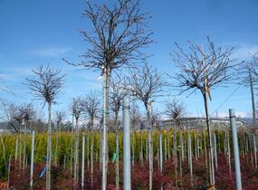 Ambroň západní 'Gum Ball' - Liquidambar styraciflua 'Gum Ball'