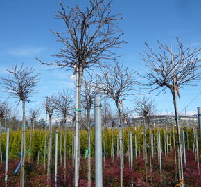 Ambroň západní 'Gum Ball' - Liquidambar styraciflua 'Gum Ball'