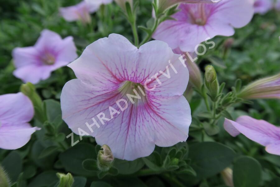 Petúnie 'Sweet Pleasure Patio Cherry Vein' - Petunia hybrida 'Sweet Pleasure Patio Cherry Vein'